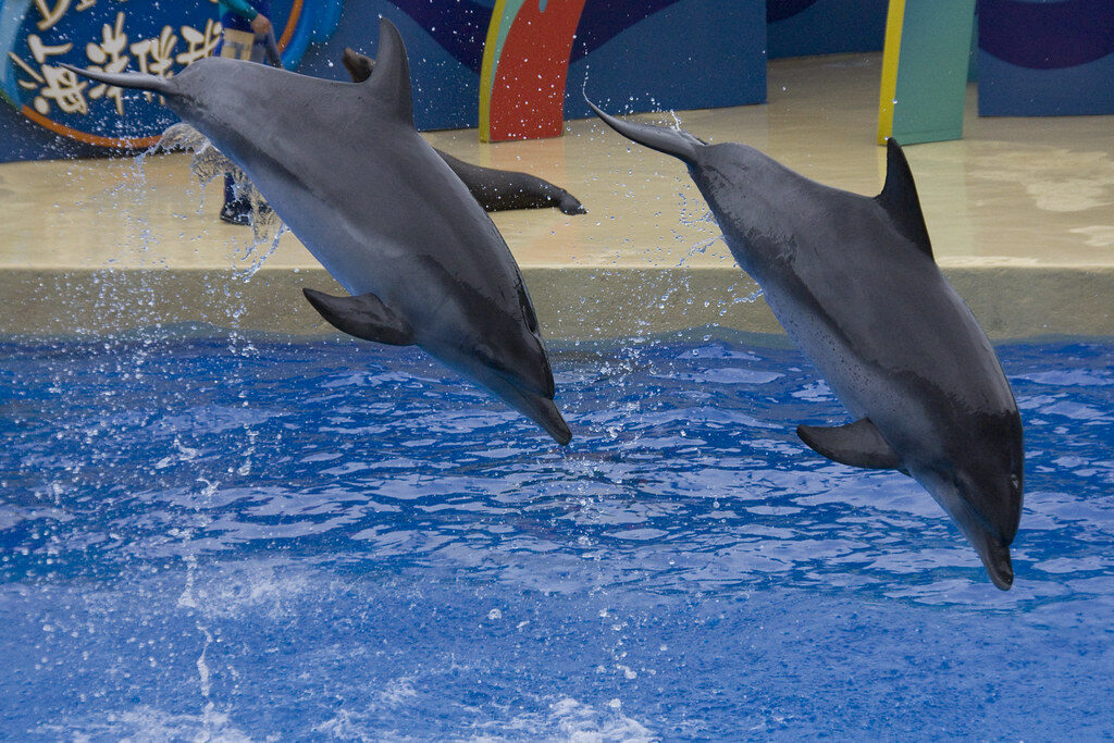 Ocean Park Hong Kong: Where Conservation Meets Wonder