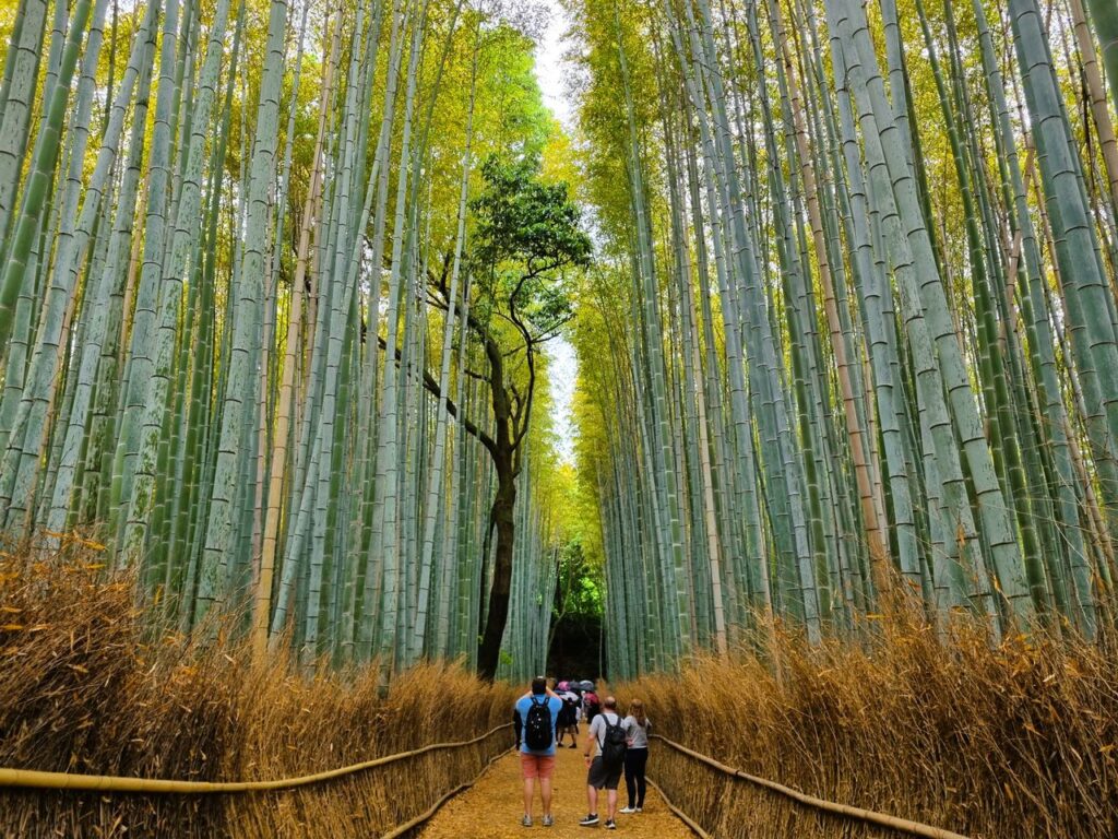 Visitors stroll through the lush Arashiyama Bamboo Grove, a famous natural landmark in Kyoto, Japan.