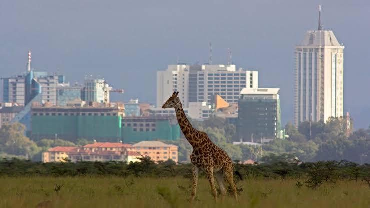 What Is Actually Worth Booking in Nairobi? Experiences Beyond the Safari