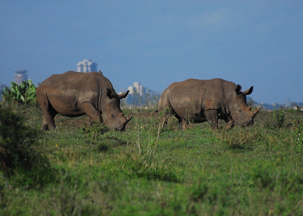 rhino, nairobi national park, kenya, safari, wild, wildlife, nature, africa, mammal, landscape, savannah, park, family, urban wildlife, nairobi, nairobi, nairobi, nairobi, nairobi, nairobi